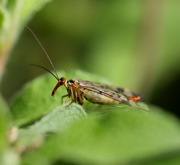 Panorpa sp. femmina